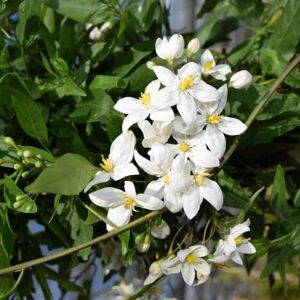 Solanum laxum 'Album' 60-80 cm